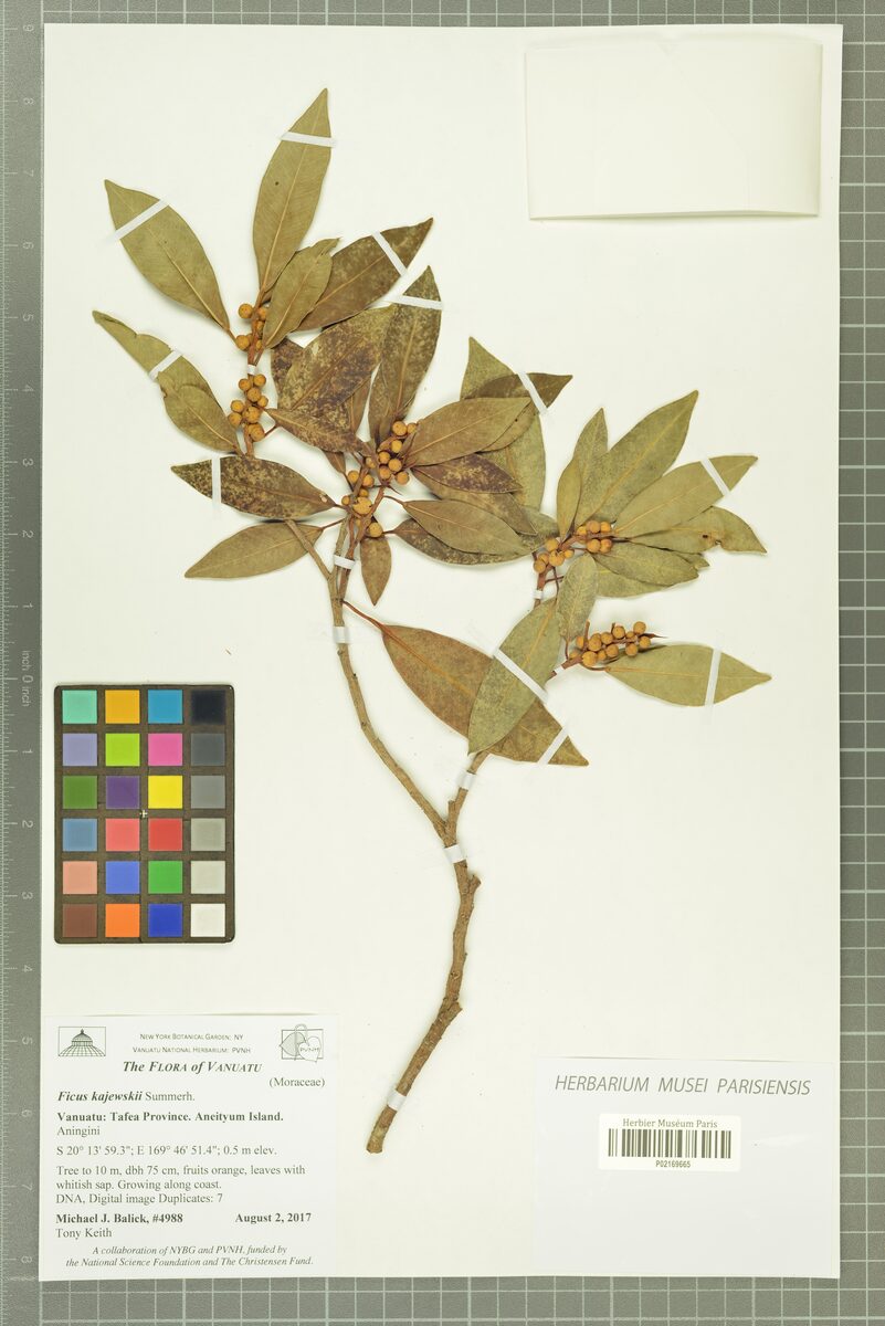 Ficus storckii var. kajewskii (Masi) — photo