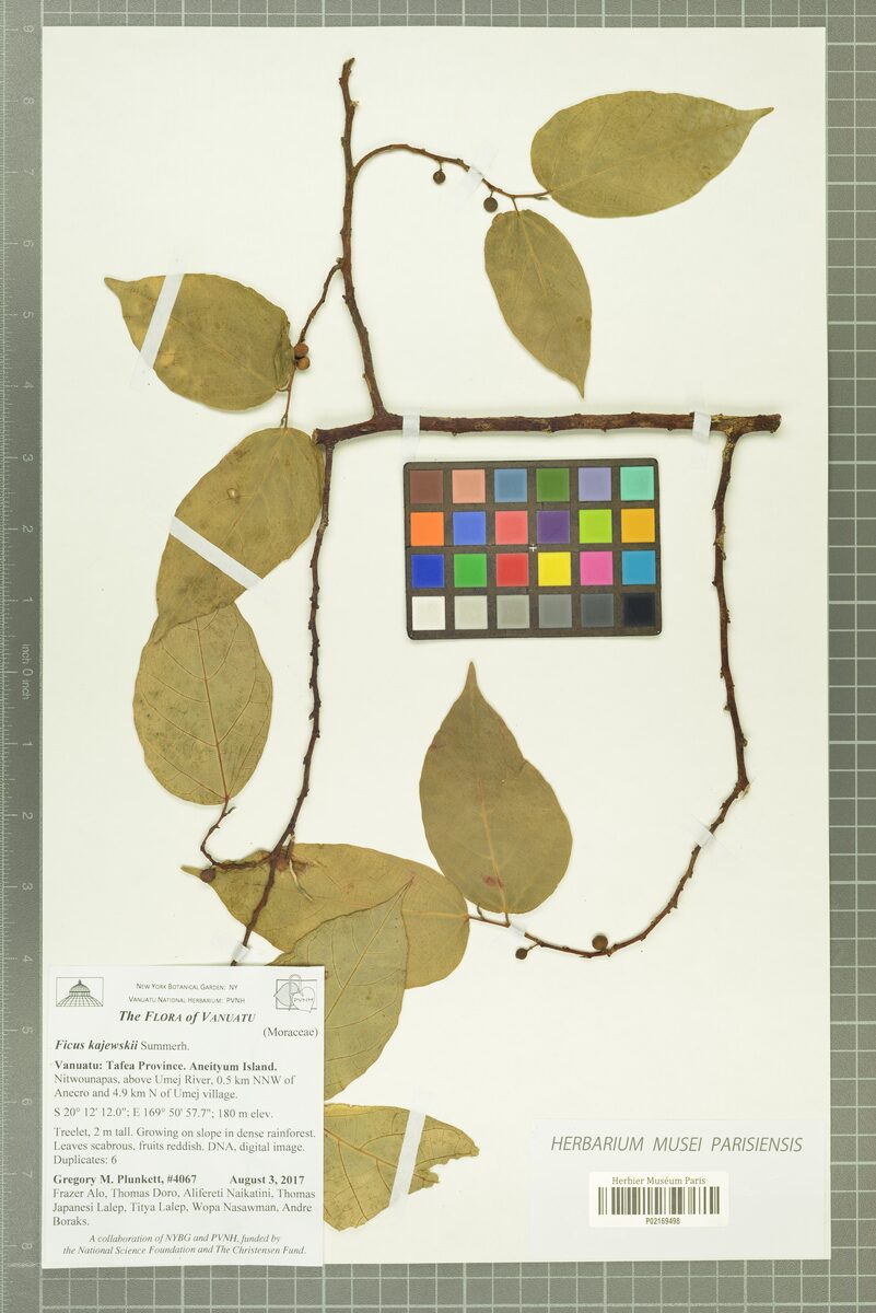 Ficus storckii var. kajewskii (Masi) — photo