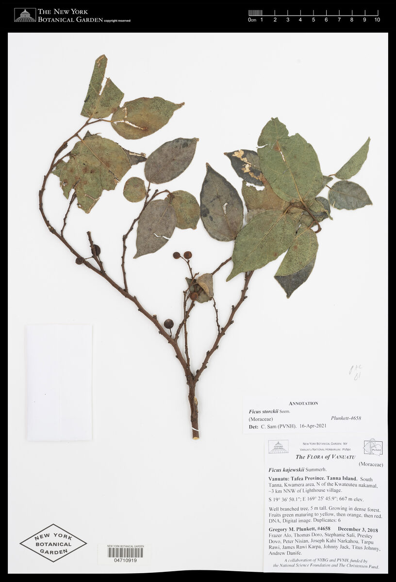 Ficus storckii