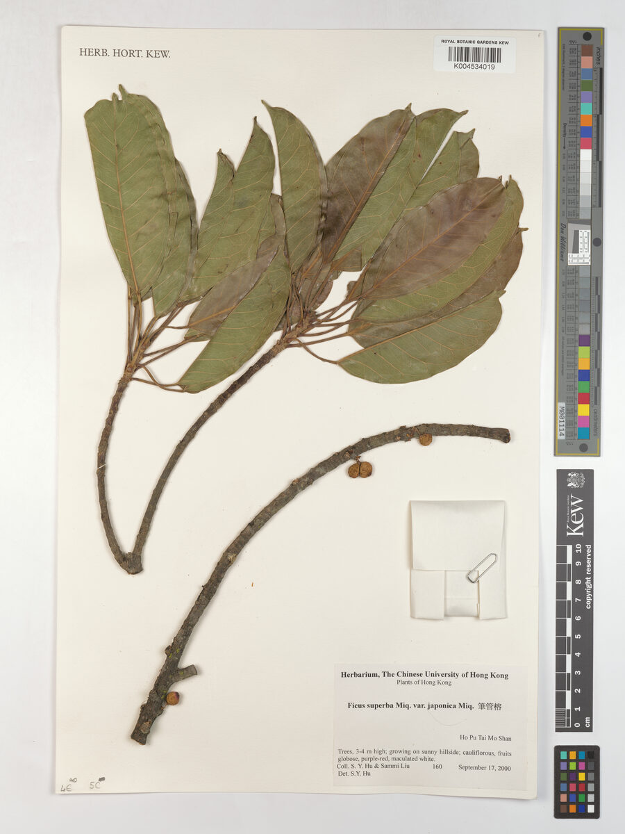 Ficus superba var. japonica