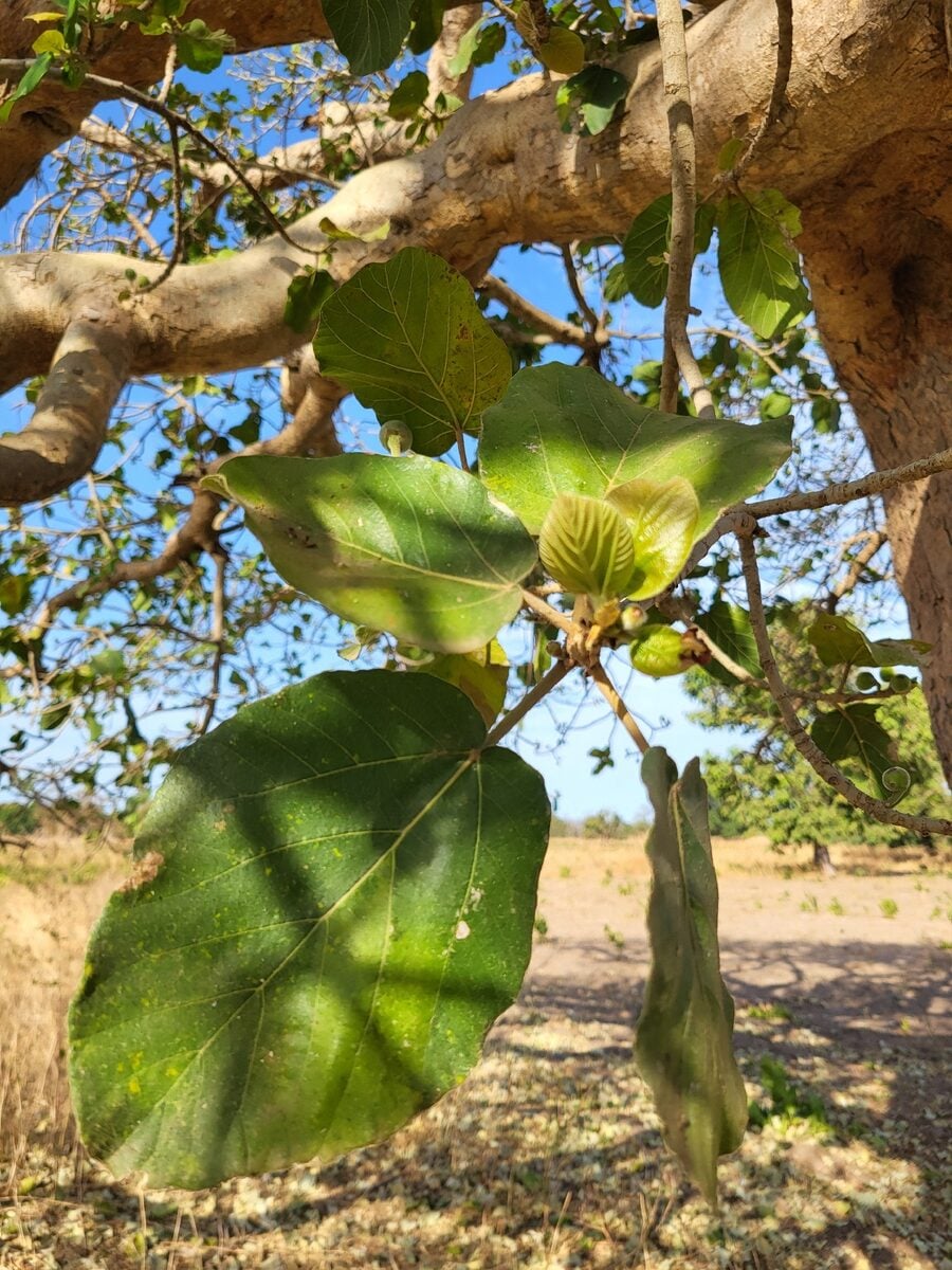Ficus sycomorus subsp. gnaphalocarpa — photo