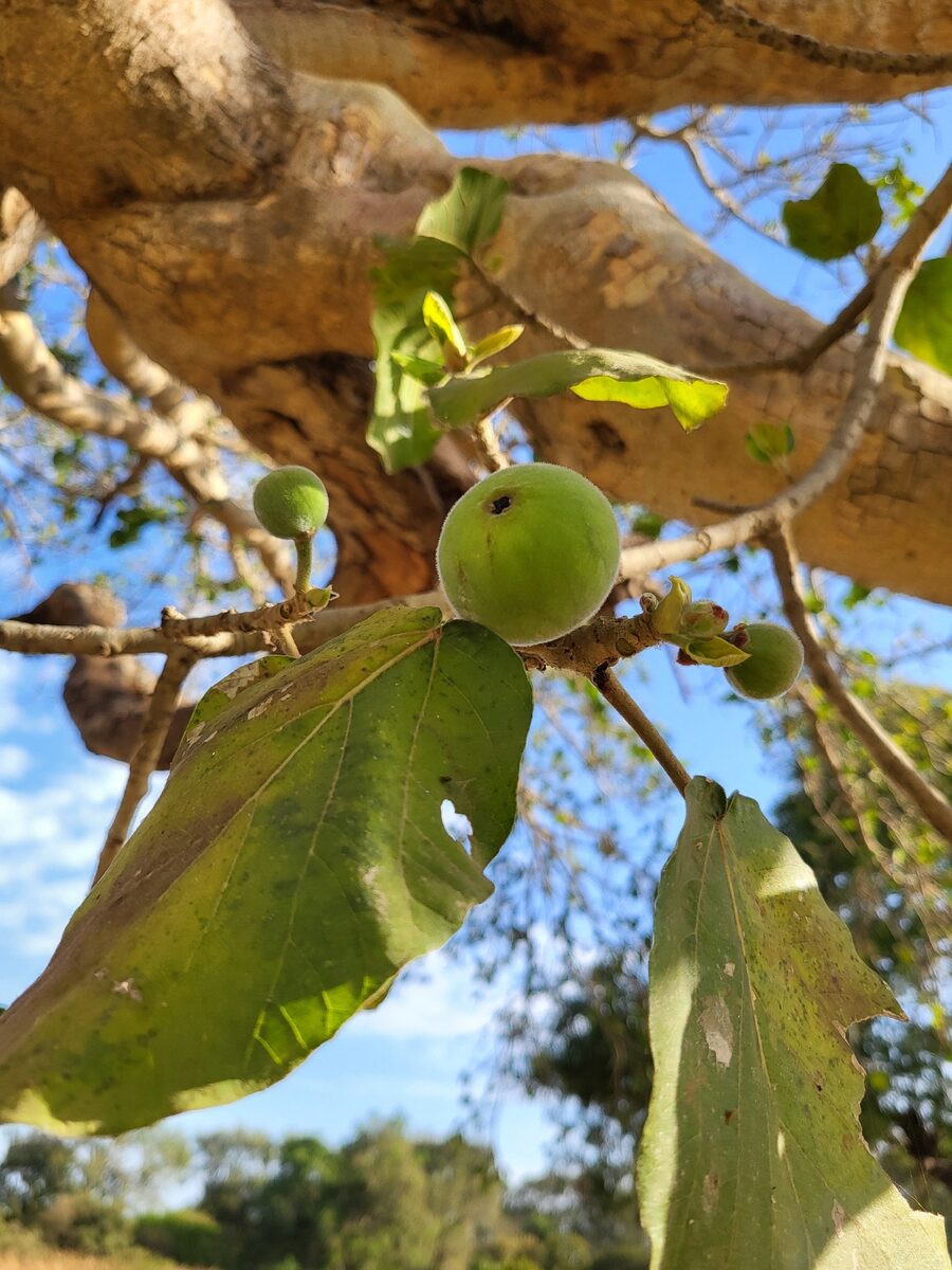 Ficus sycomorus subsp. gnaphalocarpa — photo