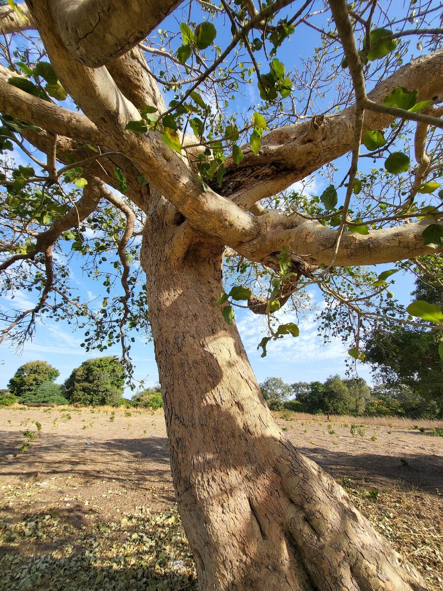Ficus sycomorus subsp. gnaphalocarpa