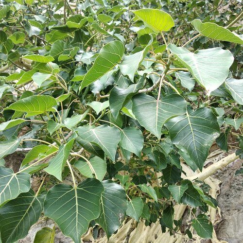 Ficus tettensis (Rock fig) — photo