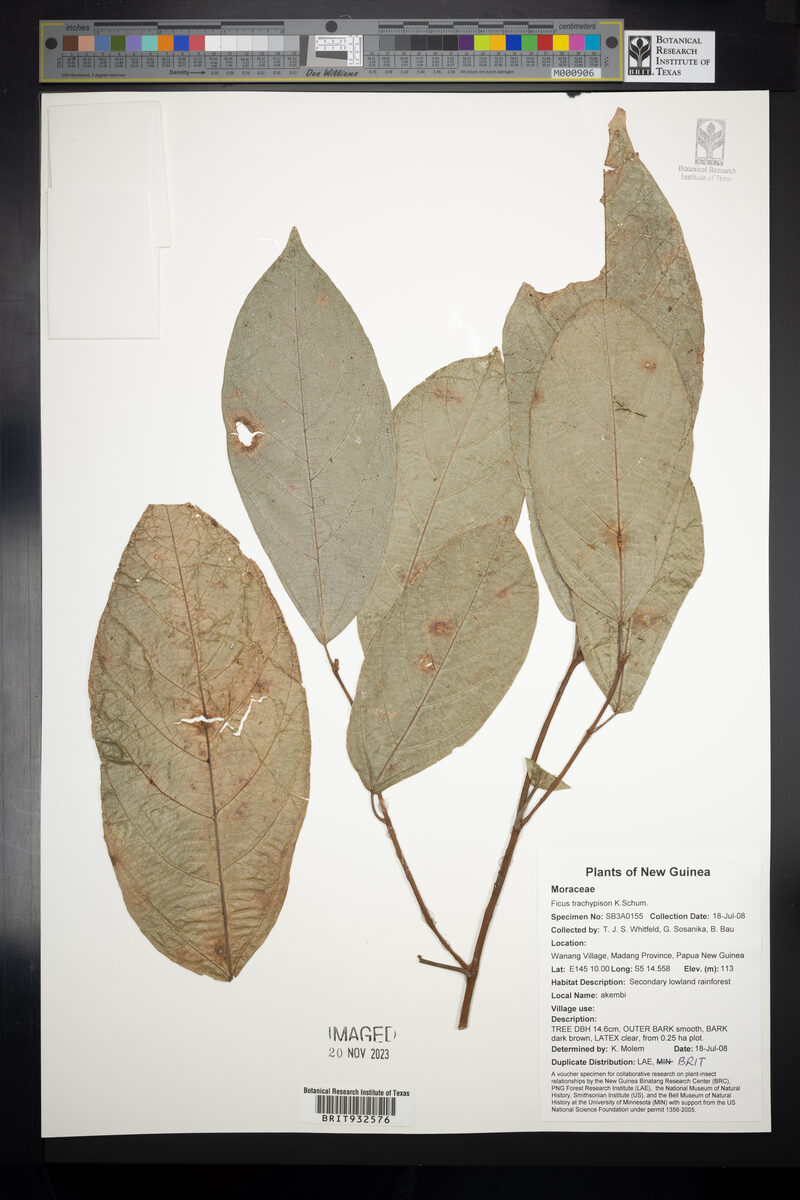 Ficus trachypison — photo