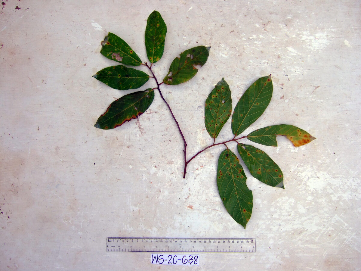 Ficus trachypison — photo