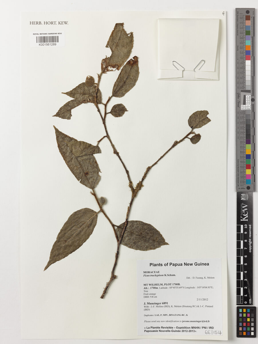 Ficus trachypison