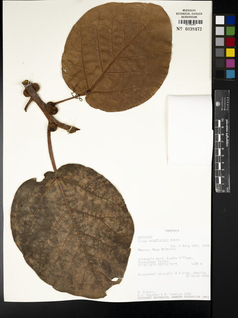 Ficus wakefieldii — photo