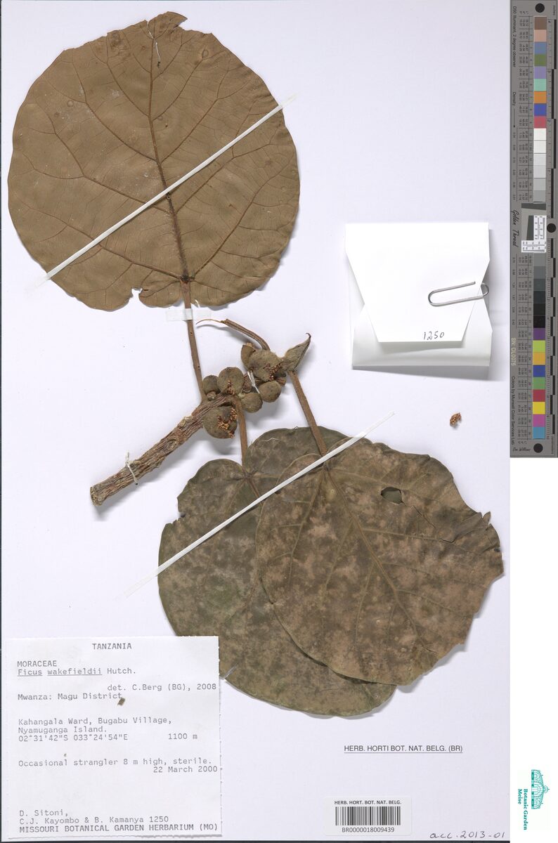 Ficus wakefieldii — photo