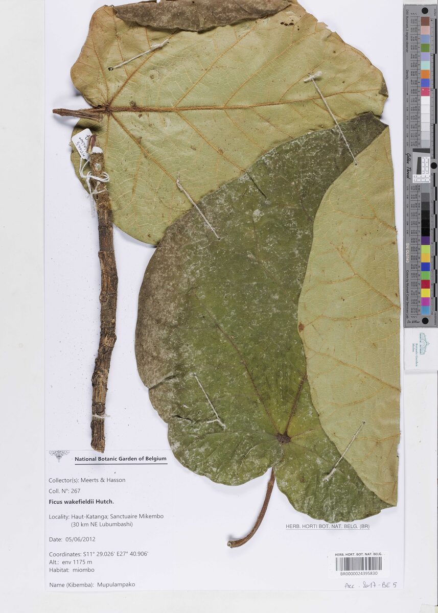 Ficus wakefieldii