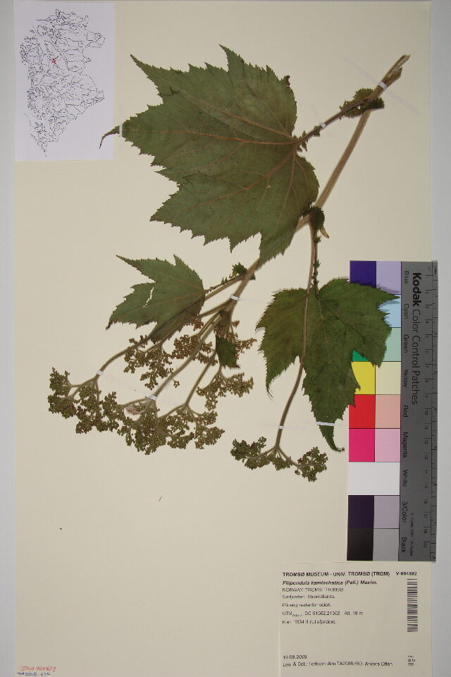 Filipendula kamtschatica - (Pall.)Maxim. — photo