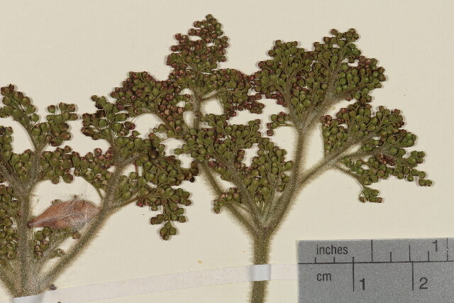 Filipendula kamtschatica - (Pall.)Maxim. — photo