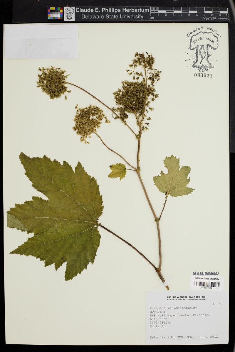 Filipendula kamtschatica - (Pall.)Maxim.