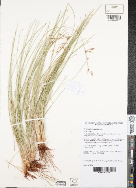 Fimbristylis eremophila (Fringe rush) — photo