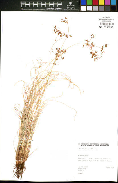 Fimbristylis eremophila (Fringe rush) — photo