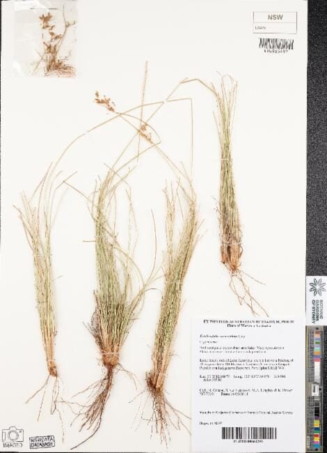 Fimbristylis eremophila