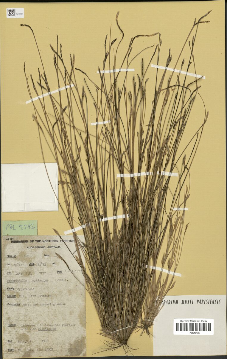 Fimbristylis oxystachya (Fringe rush) — photo