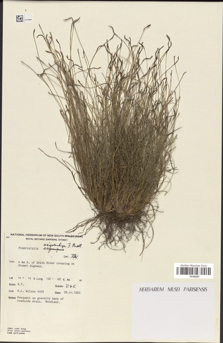 Fimbristylis oxystachya (Fringe rush) — photo