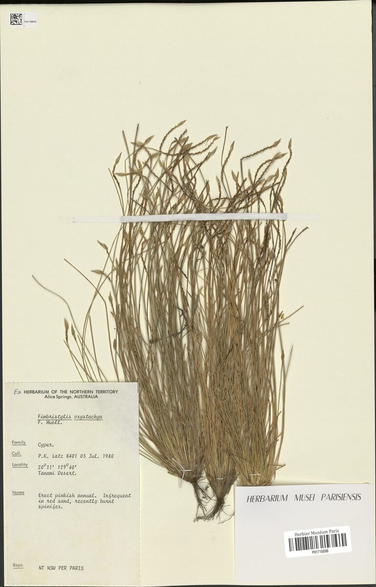 Fimbristylis oxystachya
