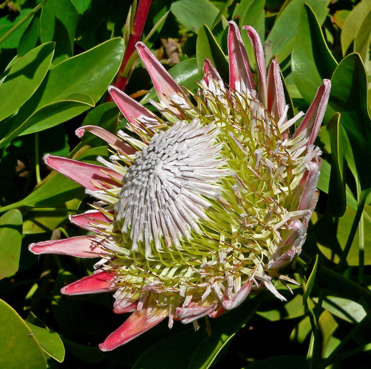 Finschia ferruginiflora