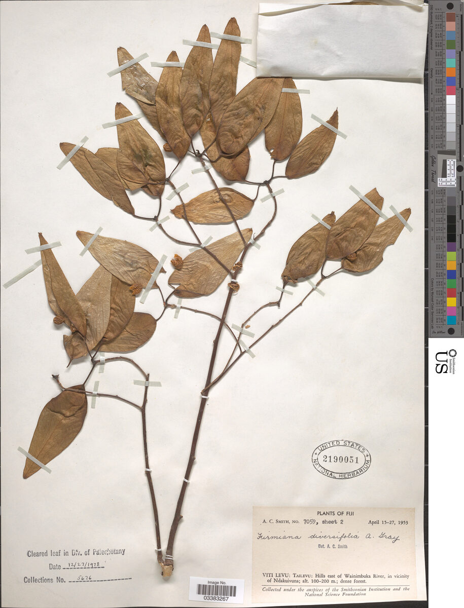 Firmiana diversifolia (Vau theva) — photo