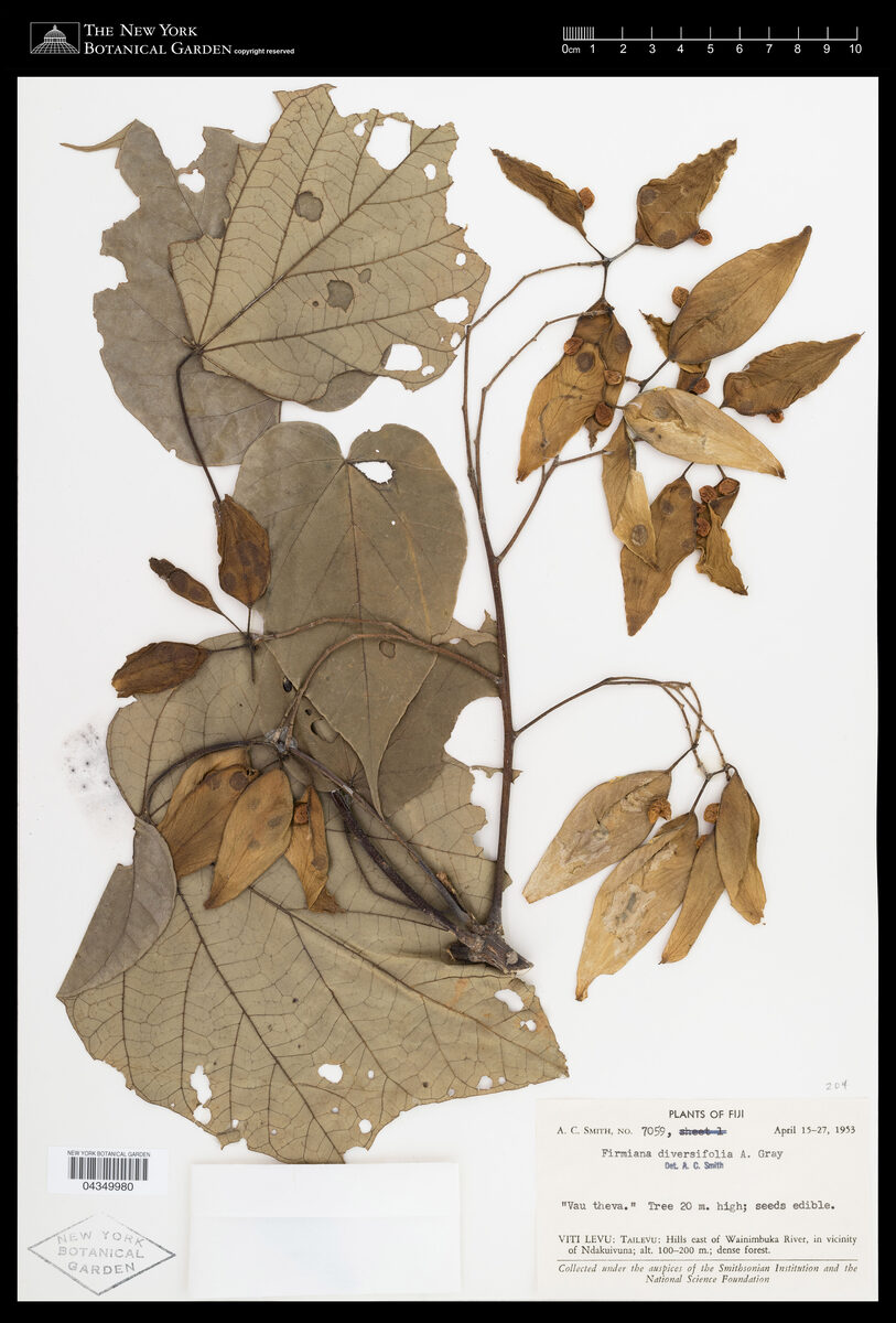 Firmiana diversifolia (Vau theva) — photo