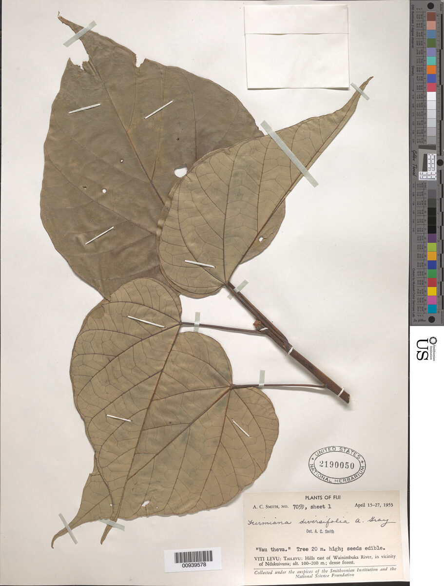 Firmiana diversifolia