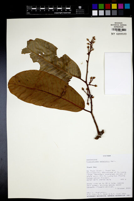 Fissistigma pallens