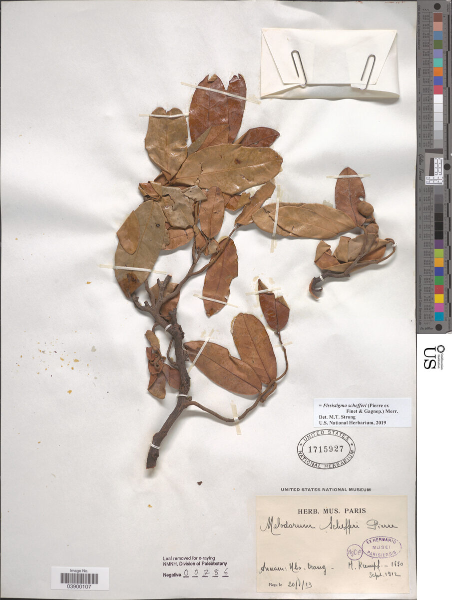 Fissistigma schefferi — photo
