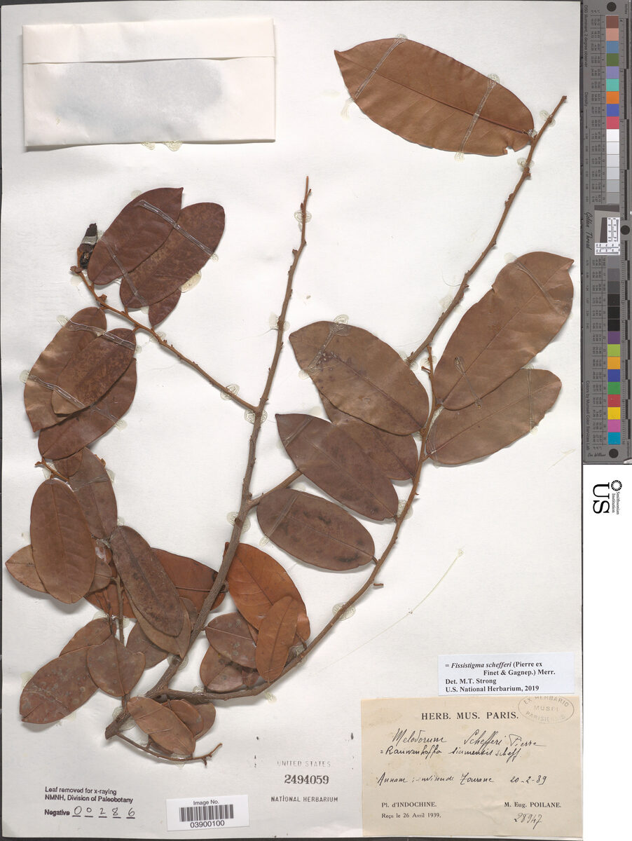 Fissistigma schefferi — photo