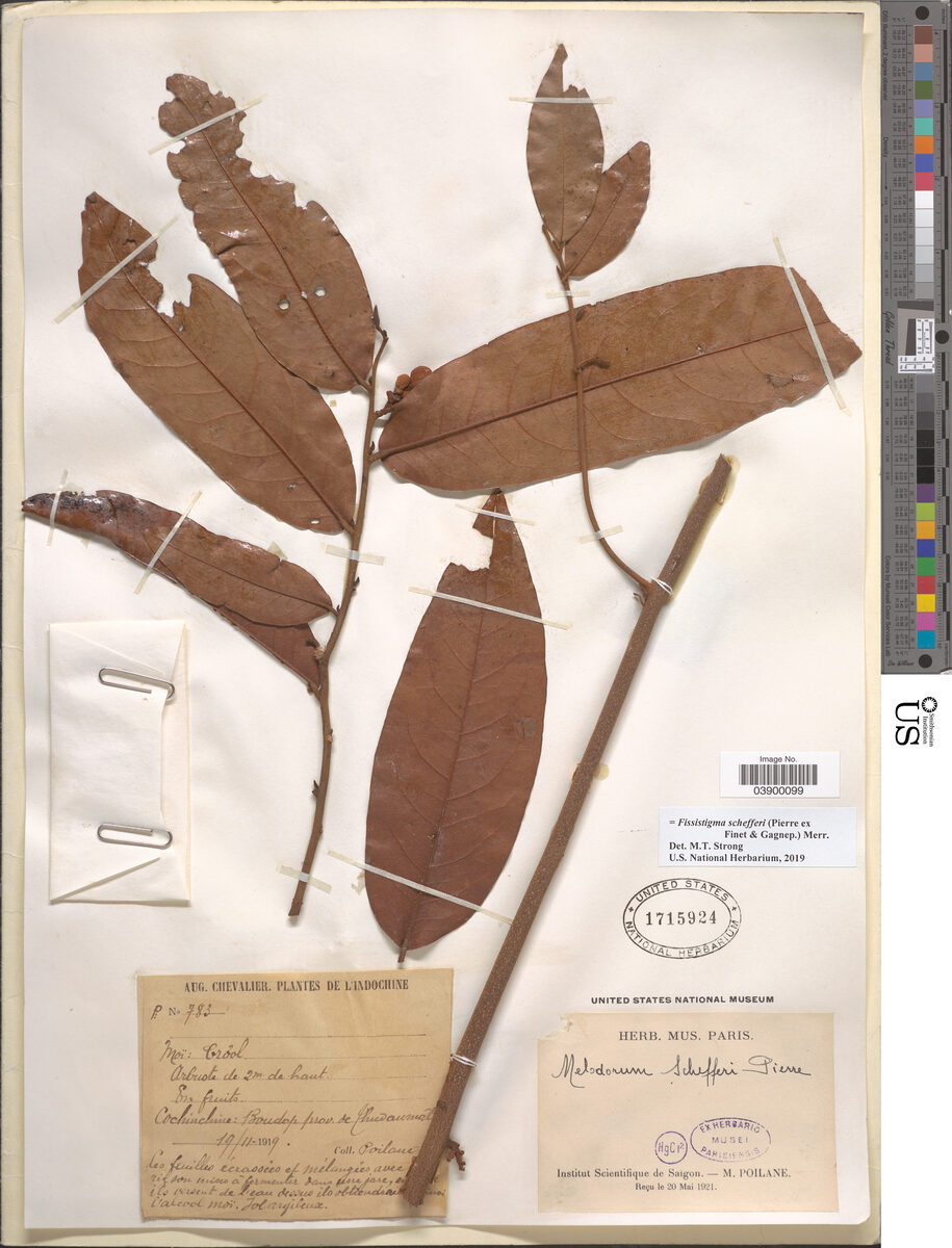 Fissistigma schefferi