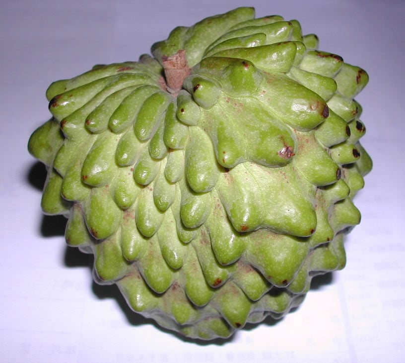 Fissistigma verrucosum