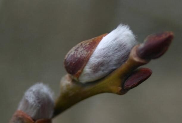 Flacourtia latifolia (Broad-leaved coffee plum) — photo