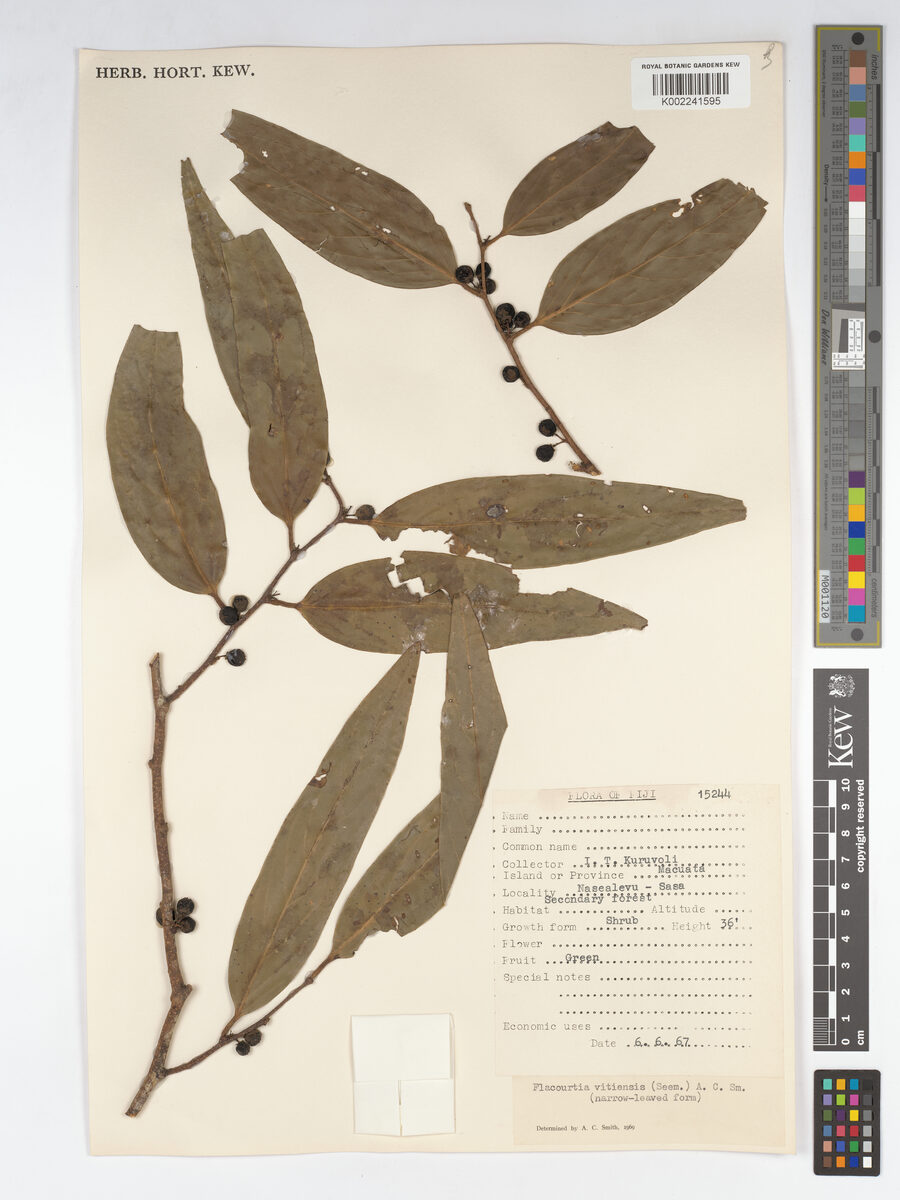 Flacourtia vitiensis — photo