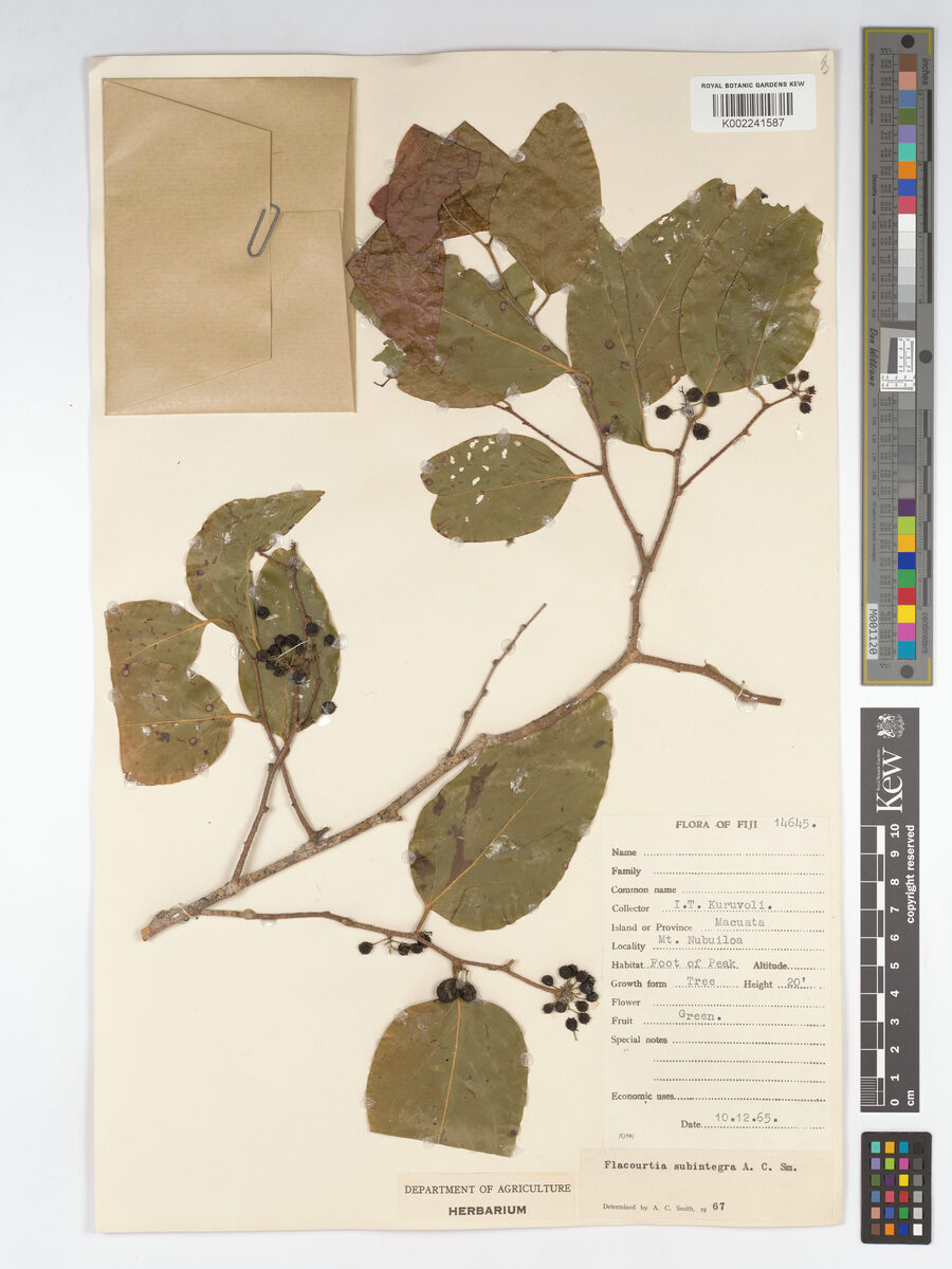Flacourtia vitiensis — photo