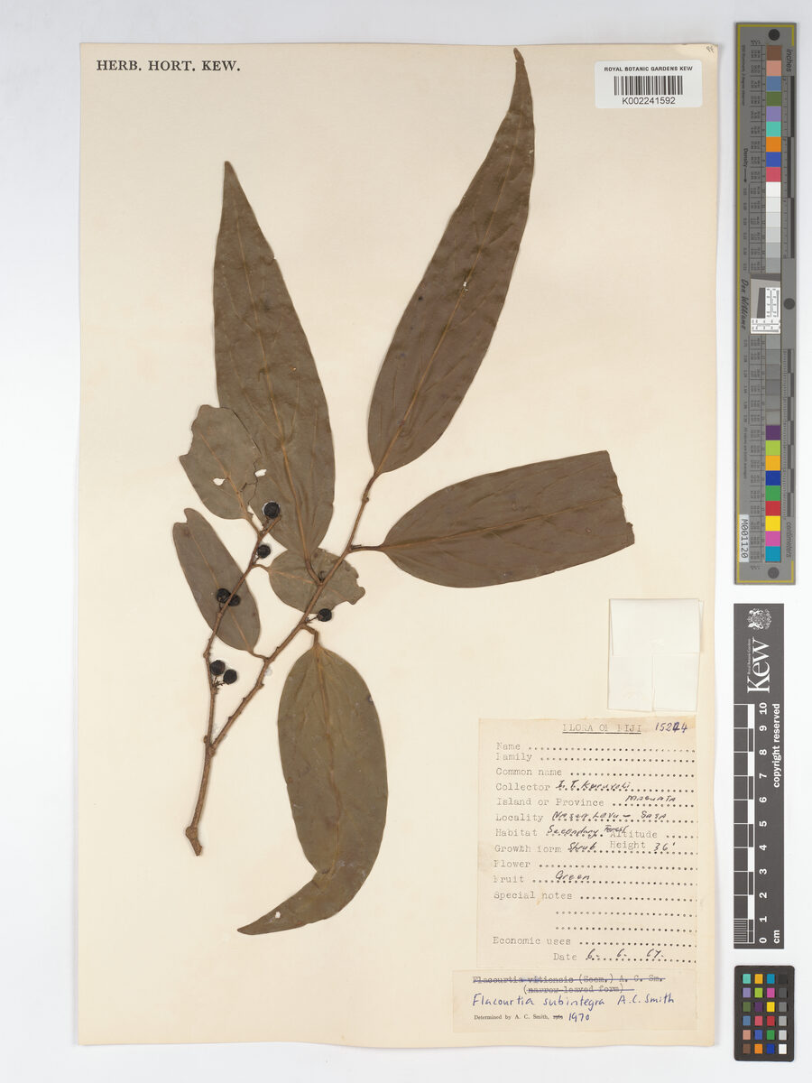 Flacourtia vitiensis