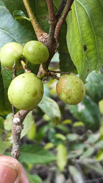 Flacourtia vogelii (Black berry) — photo