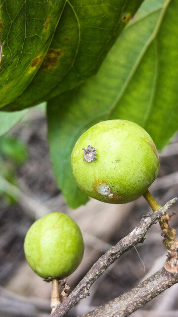 Flacourtia vogelii (Black berry) — photo
