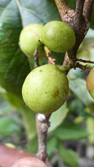 Flacourtia vogelii