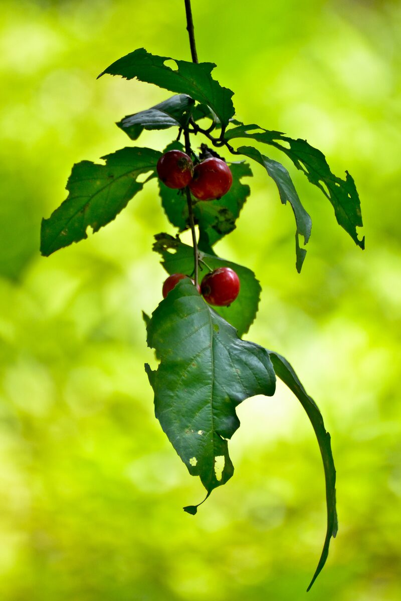 Flacourtia zippelii (Papua plum tree) — photo