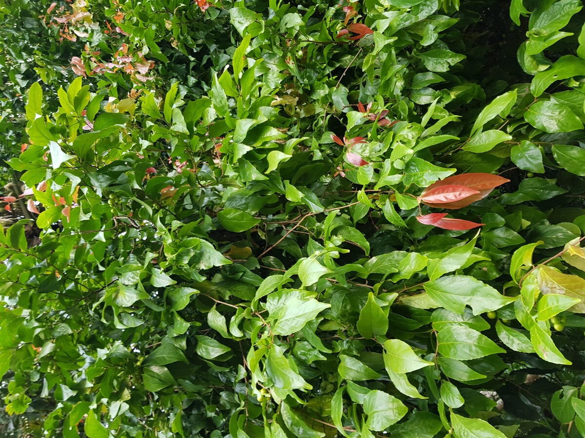 Flacourtia zippelii (Papua plum tree) — photo