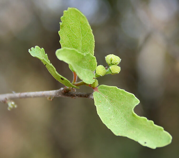 Flacourtia zippelii