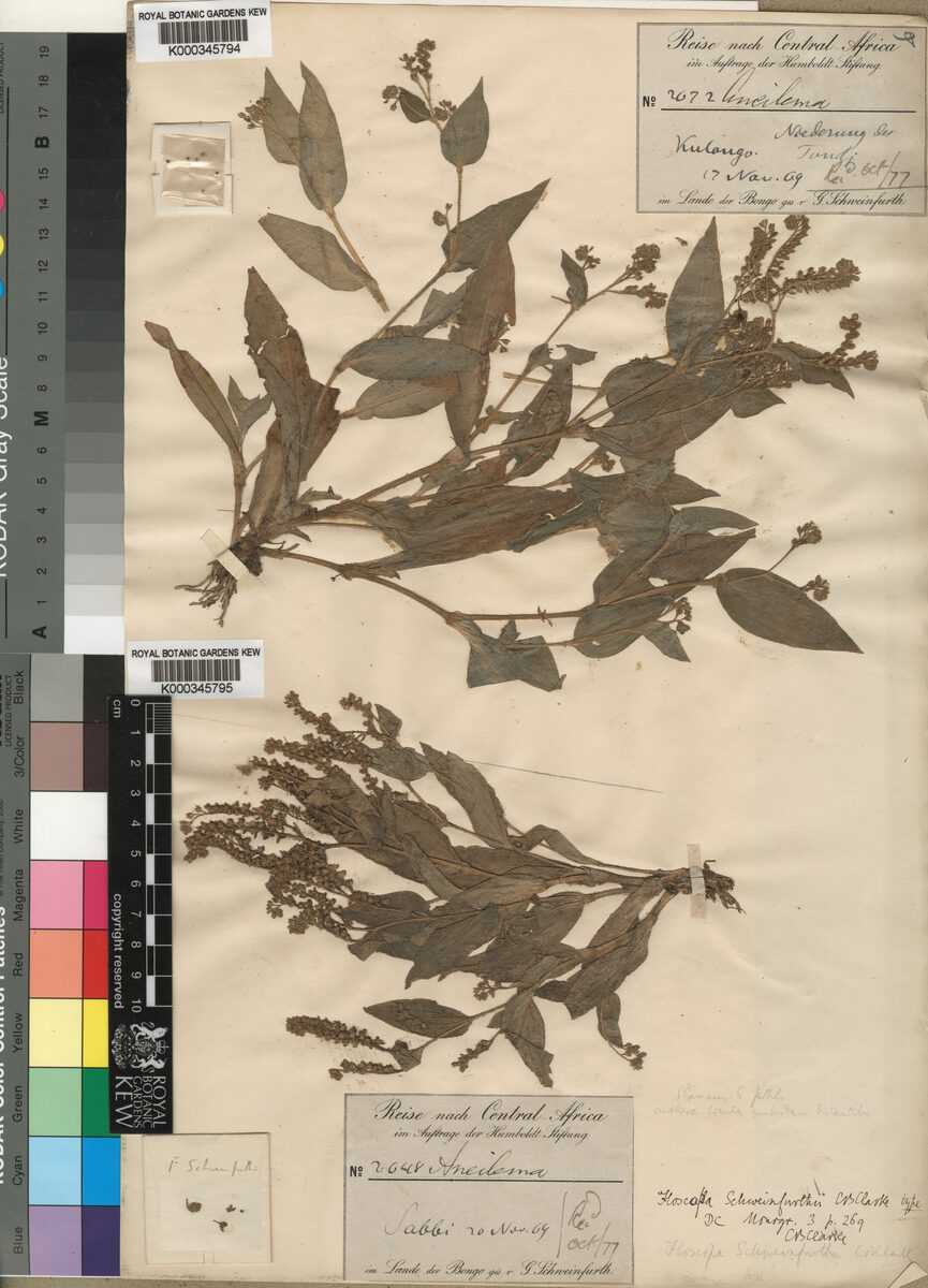 Floscopa schweinfurthii — photo