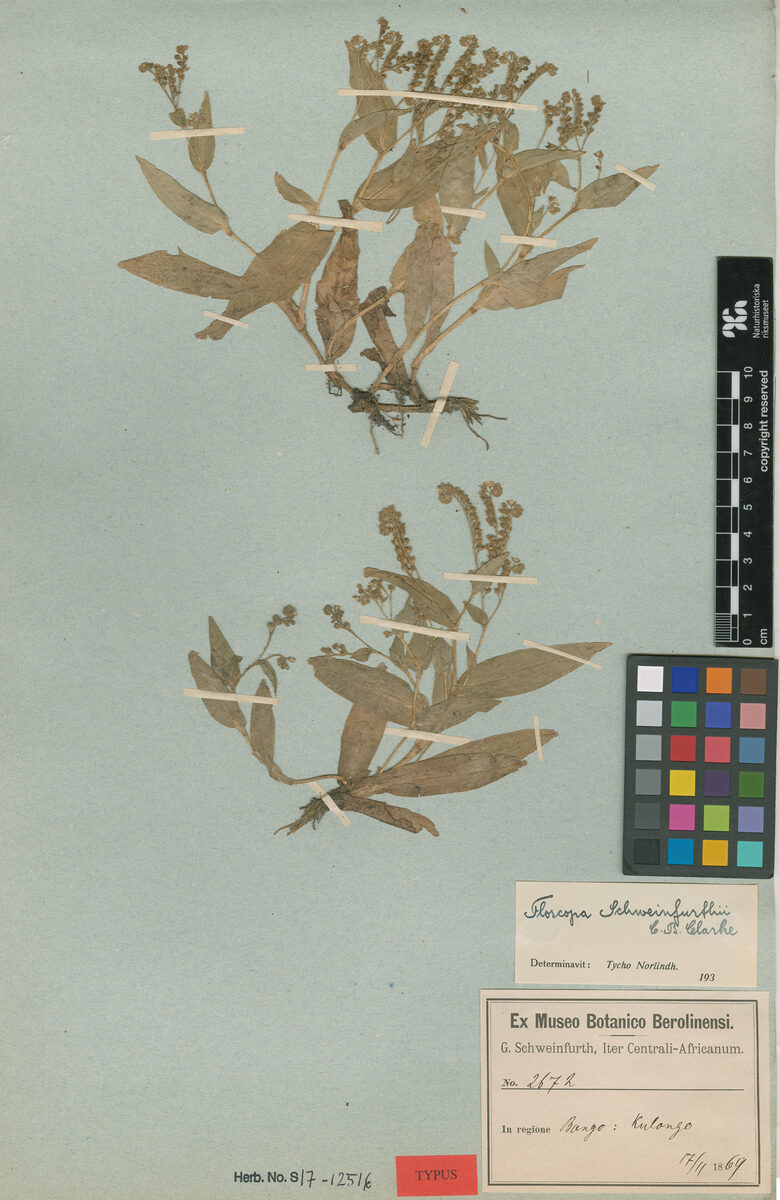 Floscopa schweinfurthii — photo