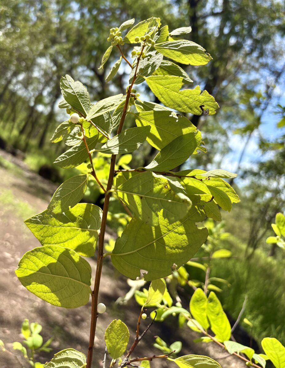 Flueggea virosa subsp. melanthesoides (White currant) — photo