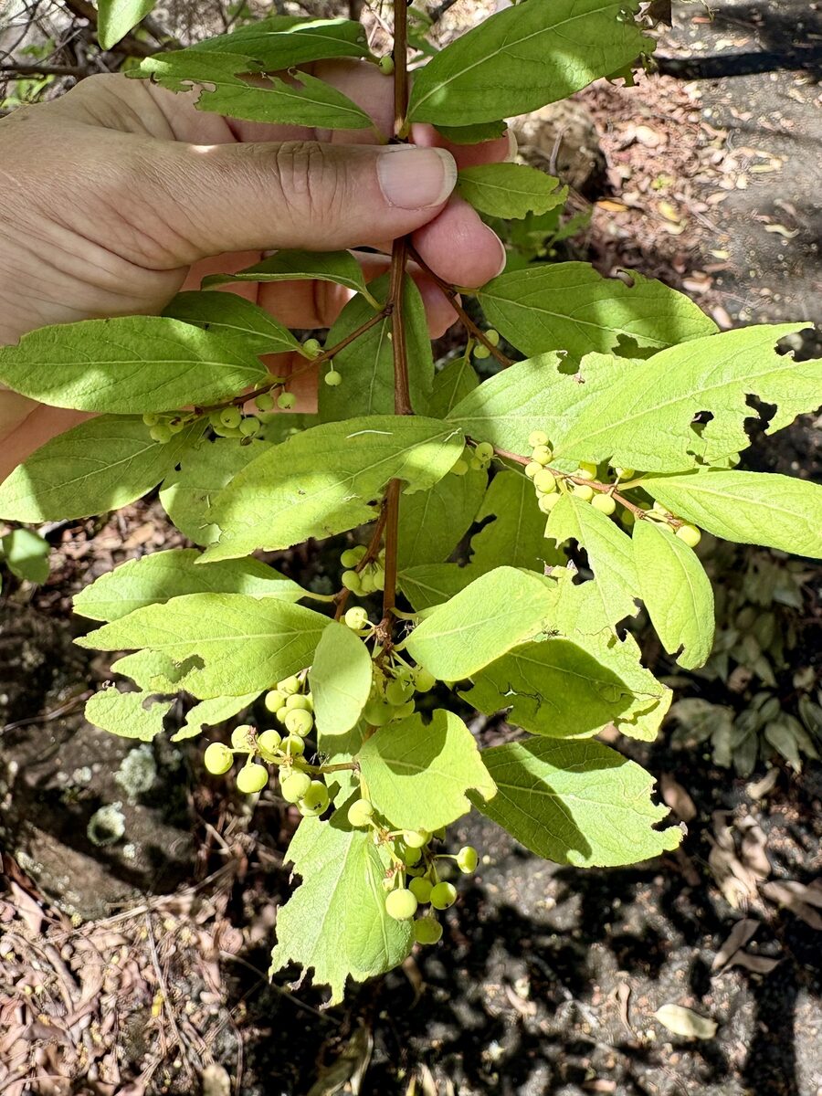 Flueggea virosa subsp. melanthesoides (White currant) — photo