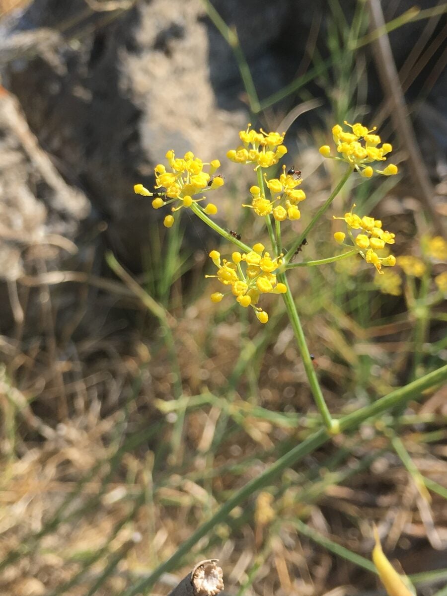 Foeniculum vulgare azoricum - (Mill.)Thell. (Florence Fennel) — photo