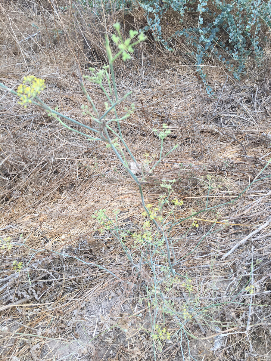 Foeniculum vulgare azoricum - (Mill.)Thell. (Florence Fennel) — photo