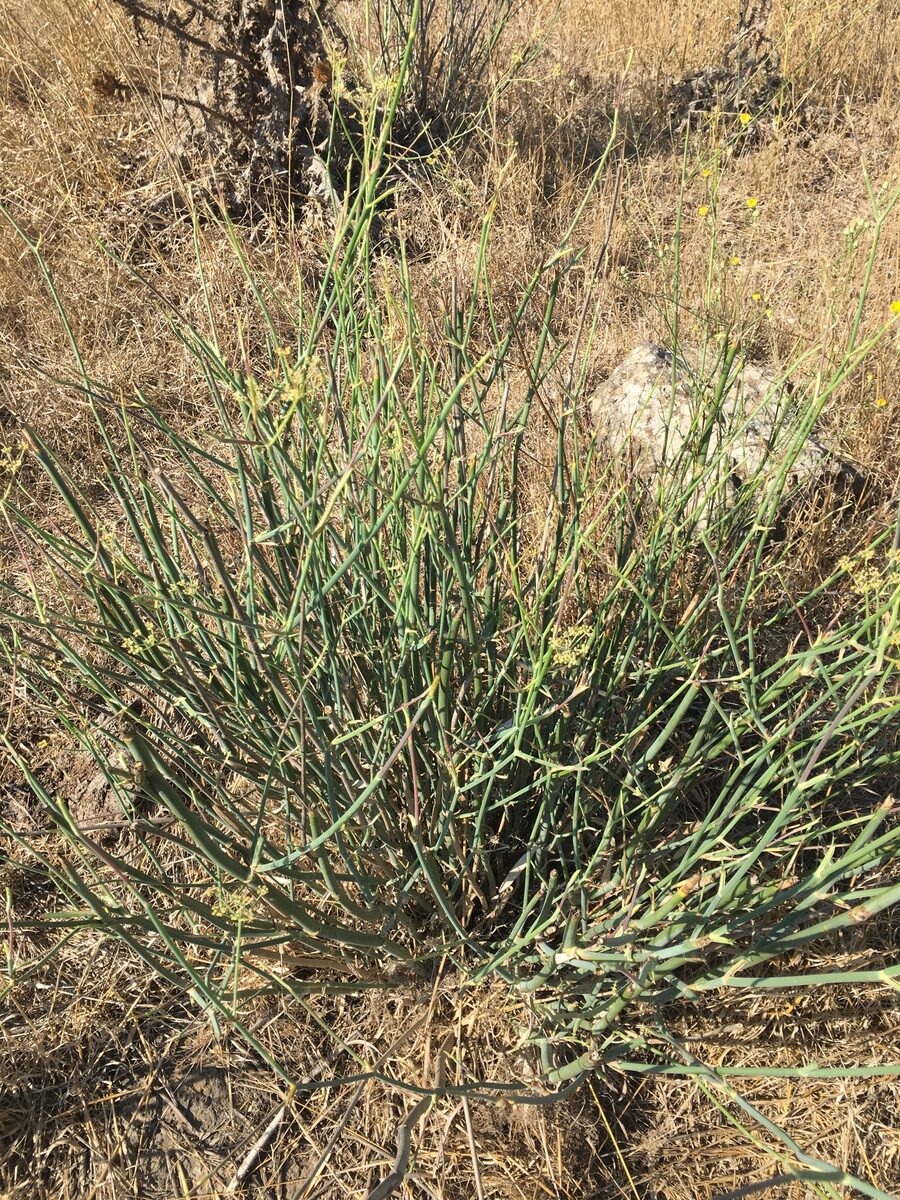 Foeniculum vulgare azoricum - (Mill.)Thell.