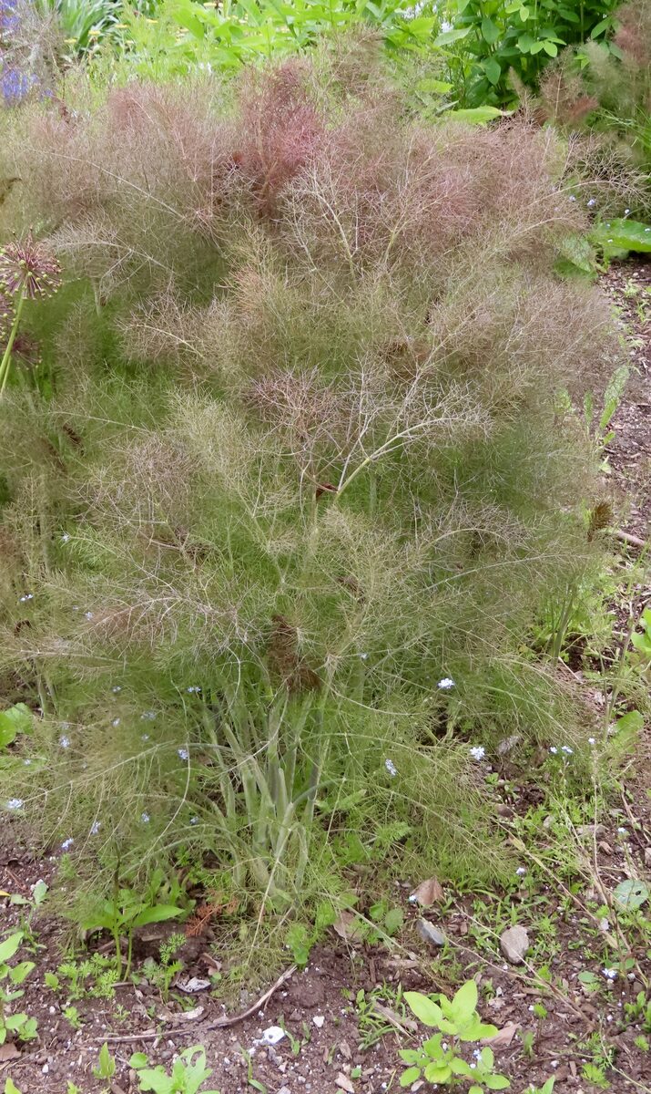 Foeniculum vulgare dulce - (Mill.)Batt.&Trab. (Sweet Fennel) — photo